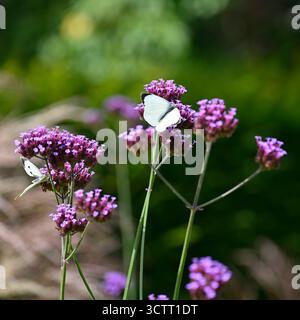 Fleurs d'automne violettes de Verbena bonariensis, ou plante de verveine pourpre avec de grands papillons blancs ou de chou Pieris brassicae UK Garden septembre Banque D'Images