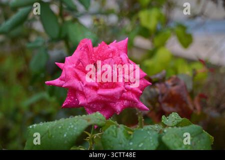 Une rose rouge humide, après la pluie Banque D'Images