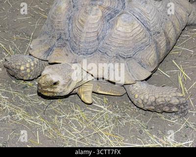 L'Afrique a poussé la tortue sur le terrain Banque D'Images