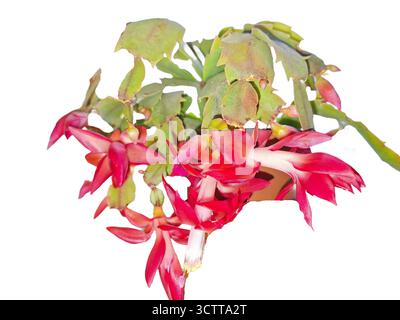 Cactus de Noël en fleurs. Usine Schlumbergera truncata Banque D'Images