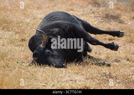 vaches mortes à la ferme, sécheresse, clôture par le bord de la route de terre botswana naturel, dans kgalagadi, maladie de la vache folle malade Banque D'Images