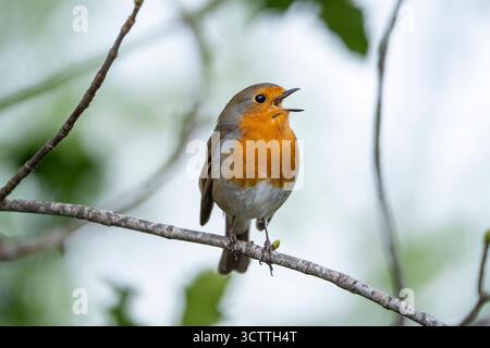 Fermer vue détaillée d'un oiseau rouge sauvage britannique (Erithacus rubecula) perché sur une branche chantant, bec grand ouvert. Banque D'Images