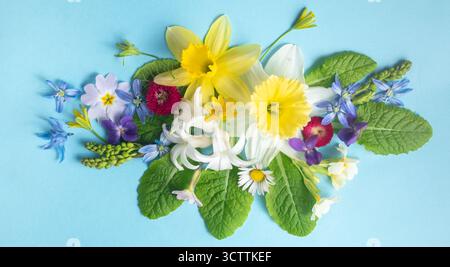 Arrangement de fleurs. Composition de jonquilles jaunes, de feuilles vertes, de marguerites rouges et de petites fleurs blanches sur fond bleu. Vue de dessus, bannière Banque D'Images