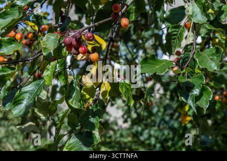 Petites pommes rouges paradisiaques poussant sur une branche contre un ciel gris nuageux, avec des feuilles de pommier défocalisées en arrière-plan Banque D'Images