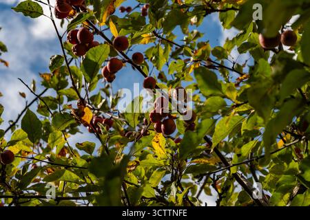 Petites pommes rouges paradisiaques poussant sur une branche contre un ciel gris nuageux, avec des feuilles de pommier défocalisées en arrière-plan Banque D'Images
