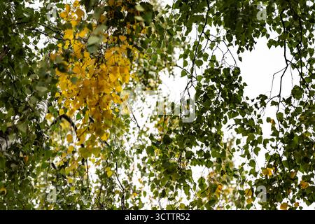 Bouleau avec des feuilles jaunes et vertes contre le ciel, paysage de parc d'automne Banque D'Images