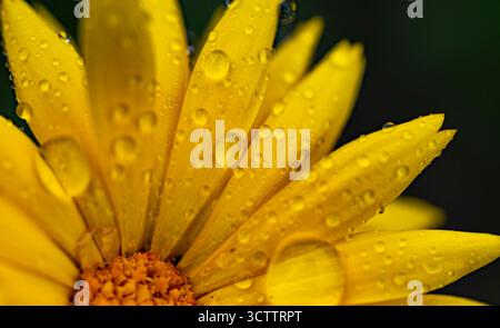Photo macro de fleur d'héliopsis sauvage avec des pétales jaune vif et des gouttes de rosée, gros plan de fleur sauvage ressemblant à un tournesol Banque D'Images