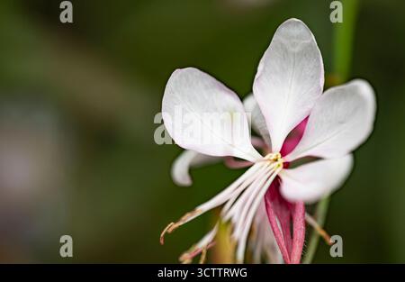 Macro photo de pois sauvages avec des fleurs blanches délicates, gros plan de fleurs sauvages dans la nature Banque D'Images