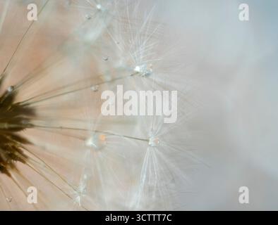 Macro photo d'un pissenlit moelleux après la pluie avec de grandes gouttes d'eau, peluches blanches délicates avec de la rosée, vue de dessus Banque D'Images
