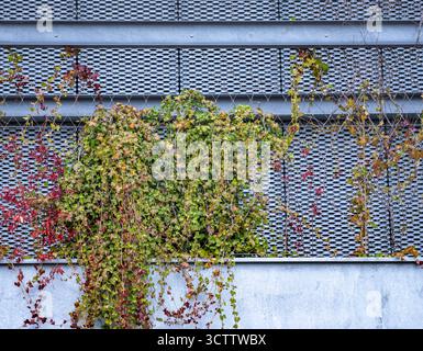 Mur avec balcon envahi de lierre et de raisins sauvages, feuilles vertes et rouges, fond d'automne Banque D'Images