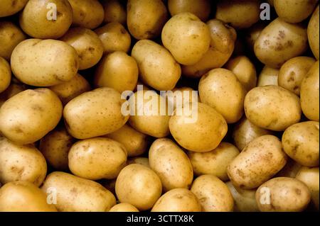 pommes de terre nouvelles Banque D'Images