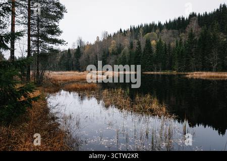 Étang sombre dans la forêt, avec des feuilles tombées. L'eau reflète des pins denses/arbres mixtes sur une rive moussue sous un ciel sombre et d'humeur sombre. Banque D'Images