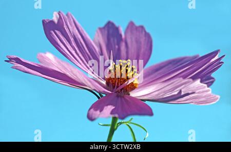 Plein cadre simple rose pâle jardin Cosmos (Cosmos Bipinnatus ; Aster mexicain ; Cosmea) ensoleillé avec fond de ciel bleu ; image joyeuse de l'été Banque D'Images