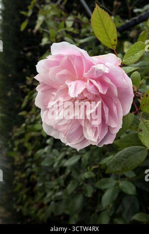 Rosa Mortimer Sackler rose Banque D'Images