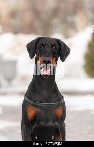 Portrait de face de Doberman en plein air, fond enneigé, bouche ouverte et visage détendu. Banque D'Images
