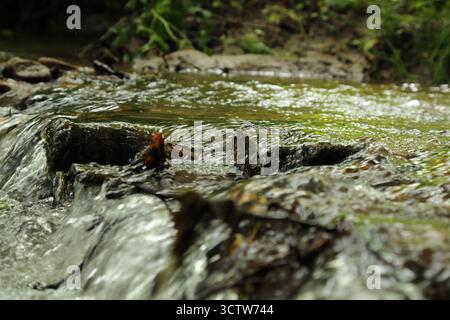 Interaction hydrodynamique de l'eau de ruisseau avec la surface exposée du substrat rocheux Banque D'Images