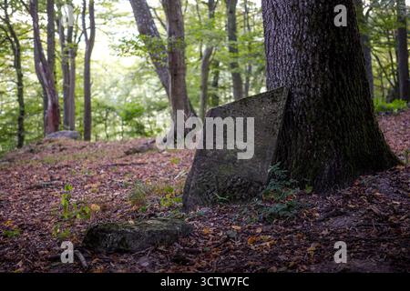 Penché sur une vieille pierre tombale juive reposant contre un tronc d'arbre dans un cimetière forestier envahi par la végétation en Slovaquie. Banque D'Images