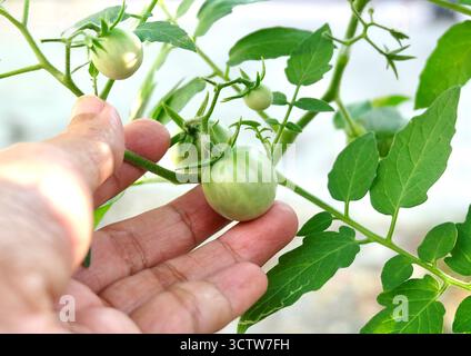 Main vérifiant des tomates vertes non mûres saines sur une vigne de jardin Banque D'Images