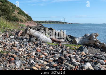 Arbres morts sur la plage avec la turbine à vent à Methil on the Firth or Forth, Fife, Écosse Banque D'Images