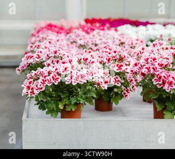 Rangées de géraniums roses et rouges en fleurs dans des pots de fleurs disposés en serre. Printemps vibrant ou concept de jardinage dans un environnement contrôlé. Banque D'Images
