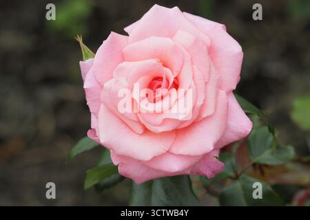 Rosa Félicitations, rose de thé hybride buissonneux avec des fleurs roses roses aussi appelé rosa Korlift Banque D'Images
