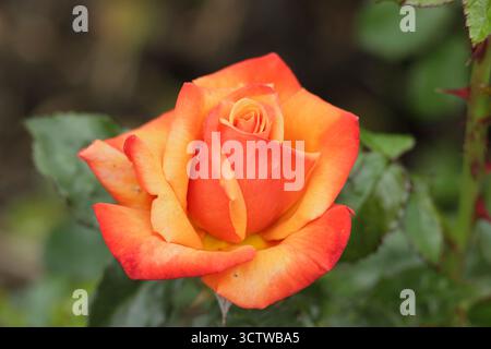 Rosa Remember me, rose à thé hybride avec des fleurs oranges cuivrées légèrement parfumées Banque D'Images