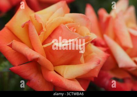 Rosa Remember me, rose à thé hybride avec des fleurs oranges cuivrées légèrement parfumées Banque D'Images