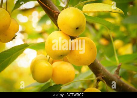 Crabapple fruit jaune lumineux Hornet Malus doré suspendu à Une branche parmi les feuilles vert vif, illuminé par le soleil d'automne chaud Banque D'Images
