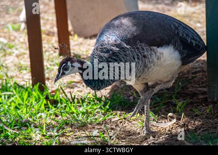 Femelle paon (Pavo cristatus) marchant sur l'herbe sous la lumière du soleil dans un zoo. L'oiseau montre un élégant plumage brun et de subtiles plumes irisées au cou. Banque D'Images