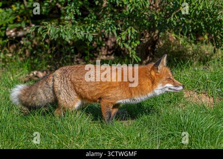 Chasse au renard roux (Vulpes vulpes) traquer des proies dans les prairies / prairies le long de la haie Banque D'Images