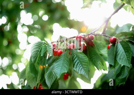Branche pleine de cerises rouges mûres avec des feuilles vertes sur fond de lumière du soleil. Récolte de fruits d'été dans un environnement de jardin naturel. Contexte, pla Banque D'Images