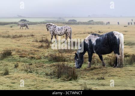Les poneys sauvages emblématiques de Bodmin paissent sur une Moor brumeuse et froide de Bodmin en Cornouailles au Royaume-Uni. Banque D'Images