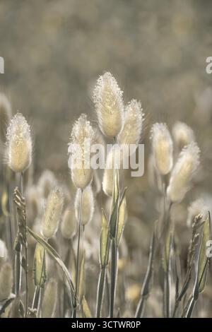 Gros plan de l'herbe à queue de lièvre (lagurus ovatus), couleurs beige pastel douces, bokeh, espace copie, vertical Banque D'Images