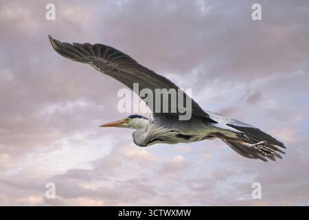 Gros plan latéral d'un héron gris britannique sauvage (Ardea cinerea) isolé en vol, volant à travers un ciel gris mauve nuageux, de grandes et belles ailes étendues en largeur. Banque D'Images