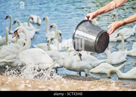 Un grand groupe de cygnes arrive automatiquement pour se nourrir régulièrement au Swan Food Project, en face de la cathédrale de Worcester. Banque D'Images