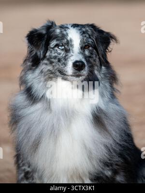 Merle a coloré chien berger australien posant pour un portrait en plein air Banque D'Images