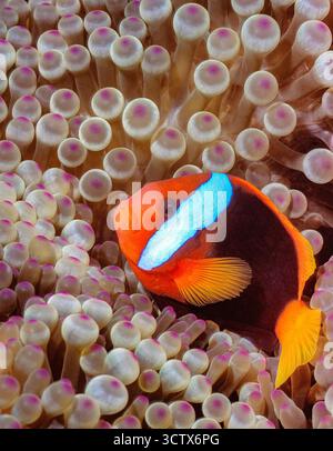Poisson-clown cannelle, poisson-clown feu, anémonefish rouge et noir, anémonefish à dos noir, anémonefish sombre, Amphiprion melanopus, anémone à pointe bulle, Banque D'Images