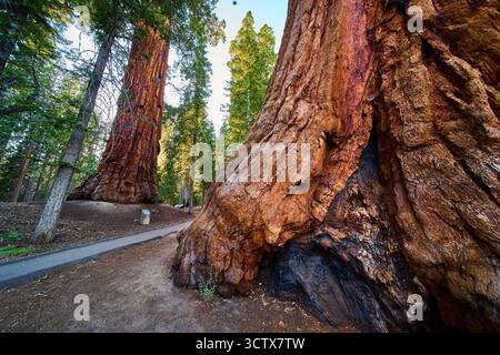 Sentier des arbres séquoias géants de 100 Giants Pathway et détail de la forêt Banque D'Images