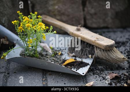 Petite plante à fleurs jaunes poussant dans la saleté de la pelle à poussière et de la brosse dans un coin sombre oublié de la terrasse du jardin, concept pour l'adaptabilité o Banque D'Images