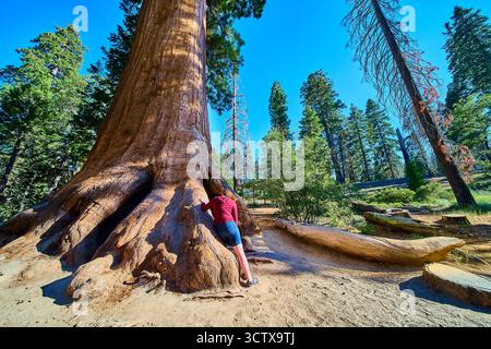 Géant Sequoia Tree massive Roots Hiker dans la forêt nationale de Sequoia en Californie Banque D'Images