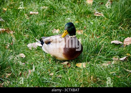 Un canard colvert est assis paisiblement dans une herbe verte luxuriante, son plumage vibrant contraste magnifiquement avec l'environnement naturel dans un environnement paisible en plein air Banque D'Images