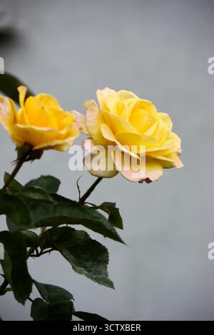 Deux roses jaunes, dont une en pleine floraison, se distinguent sur un fond gris doux, illuminé par la lumière naturelle dans un jardin. Banque D'Images