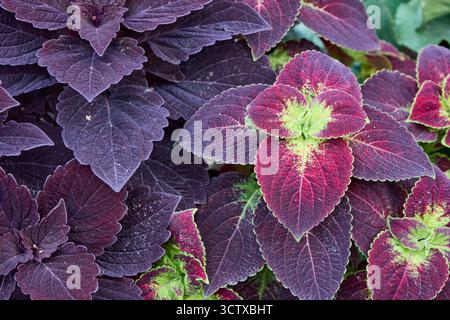 Gros plan de plantes coleus colorées avec des feuilles violettes et rouges éclatantes créant un motif texturé, mettant en valeur la palette artistique de la nature. Banque D'Images