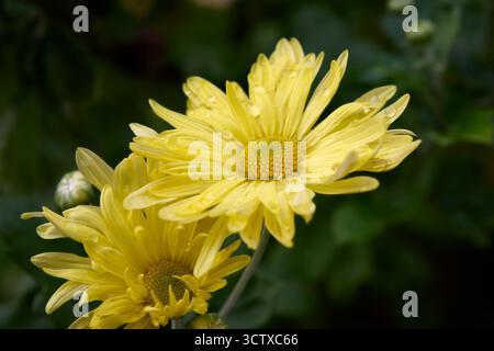 Un gros plan captivant capture les détails complexes des chrysanthèmes jaunes éclatants, ornés de fines gouttelettes d'eau, sur un flou Banque D'Images