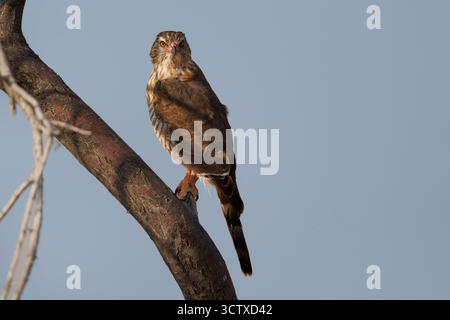 Gabar Goshawk - Micronisus gabar petit oiseau de proie africain et arabe de la famille des ccipitridae, corps gris et bec jaune, assis sur la branche dedans Banque D'Images