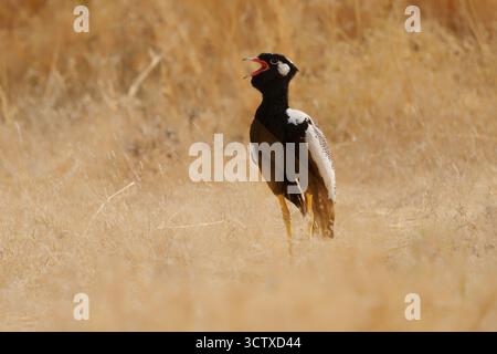 Korhaan noir du Nord Afrotis afraoides aussi outarde blanche, oiseau chez les Otididae largement distribué en Afrique australe dans les prairies ouvertes et le scru Banque D'Images