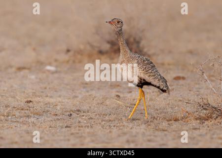 Femelle de korhaan noir du Nord Afrotis afraoides aussi outarde blanche, oiseau chez Otididae largement distribué en Afrique australe dans le grasslan ouvert Banque D'Images
