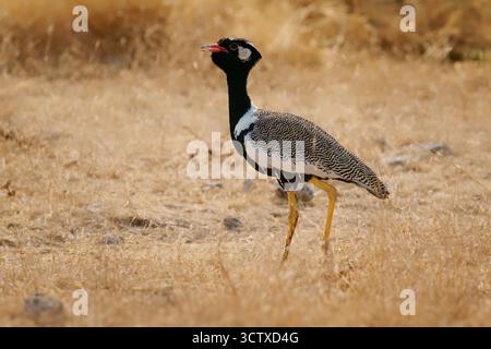 Korhaan noir du Nord Afrotis afraoides aussi outarde blanche, oiseau chez les Otididae largement distribué en Afrique australe dans les prairies ouvertes et le scru Banque D'Images