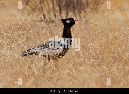 Korhaan noir du Nord Afrotis afraoides aussi outarde blanche, oiseau chez les Otididae largement distribué en Afrique australe dans les prairies ouvertes et le scru Banque D'Images