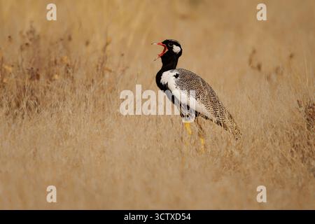 Korhaan noir du Nord Afrotis afraoides aussi outarde blanche, oiseau chez les Otididae largement distribué en Afrique australe dans les prairies ouvertes et le scru Banque D'Images